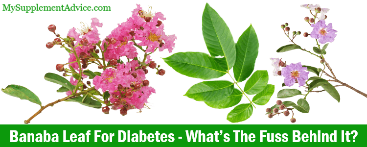 Banaba Leaf For Diabetes – What’s The Fuss Behind It?